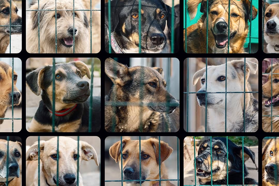 A composite image of stray dogs in an animal shelter.